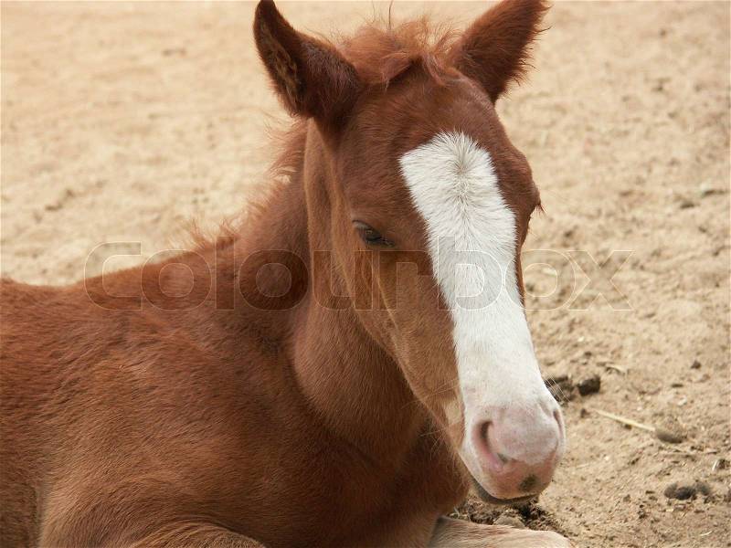 A small foal - helplessness baby animal, stock photo
