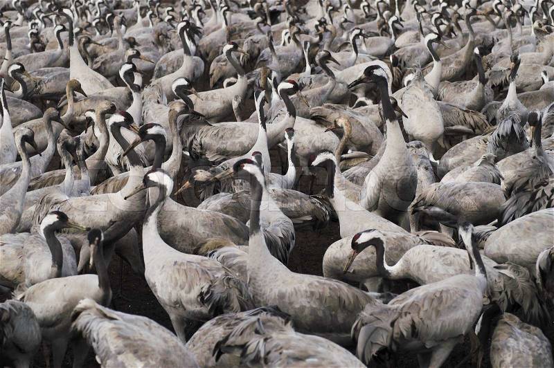 Migrate of birds, stock photo