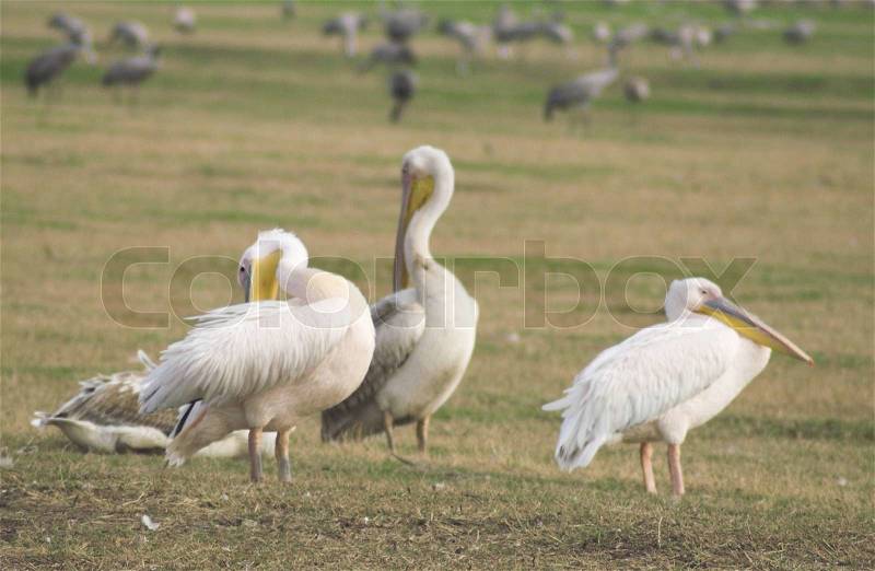 Migrating pelicanes, stock photo