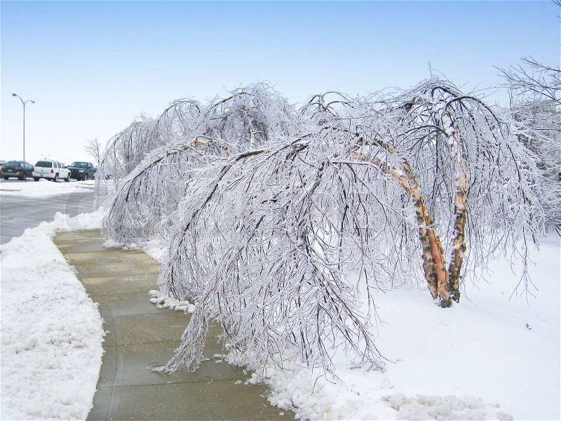 Trees bent over from the weight of the ice, stock photo