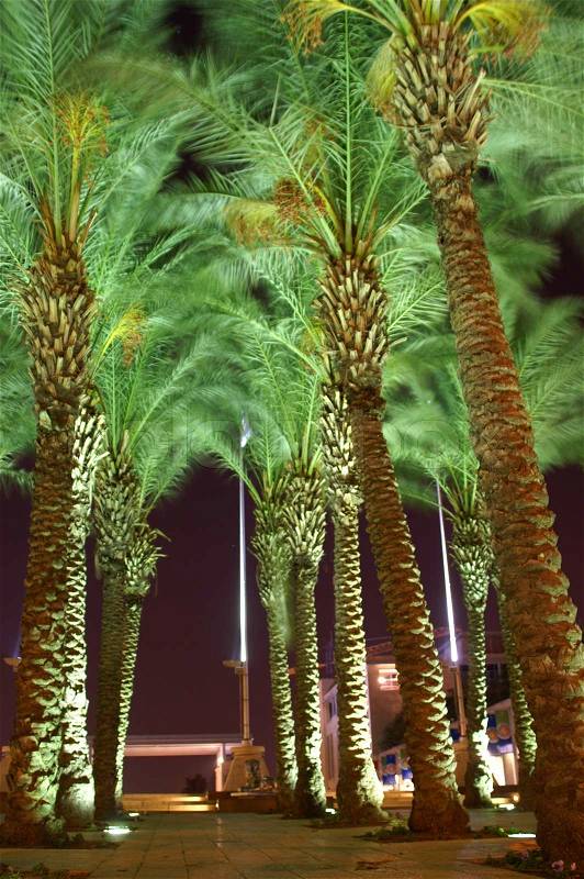 Night view - palm trees, stock photo