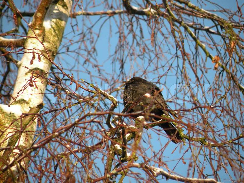Fluffy bird in tree, stock photo