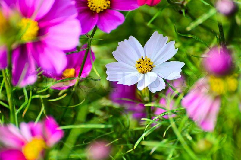White flowers amid colorful flowers, stock photo