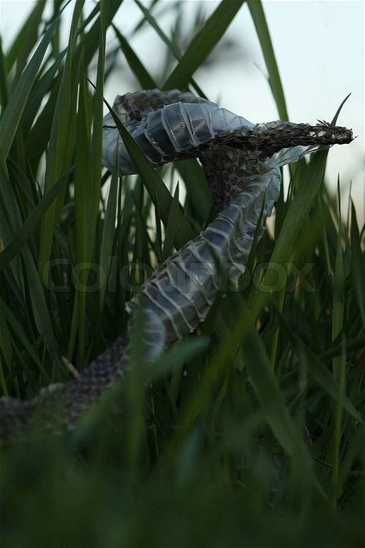 Shed snake skin in the grass, stock photo