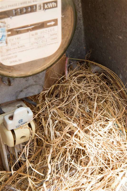 Nest of a sparrow in a cabinet with electrical meter, stock photo