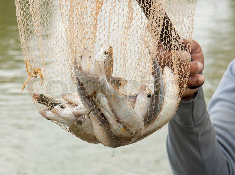Fisherman hold a net with several small fish in it, stock photo
