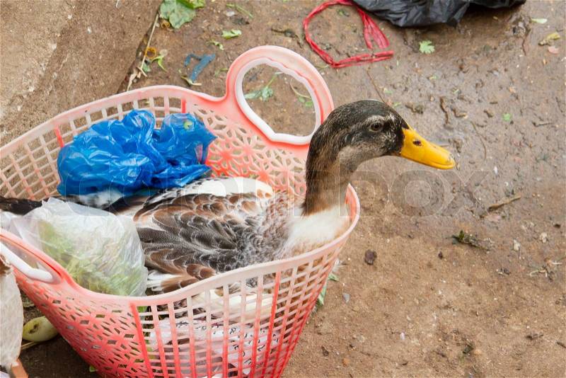 Duck bought for consumption on a Vietnamese market, stock photo