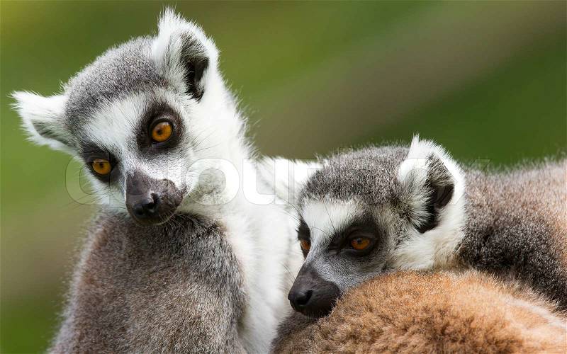 Two ring-tailed lemurs Lemur catta, stock photo