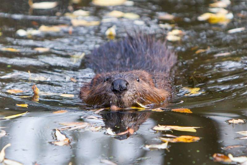 Canadian beaver in the water, isolated, stock photo