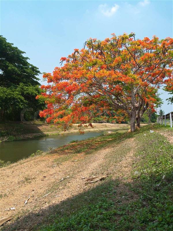 Royal Poinciana Tree, stock photo