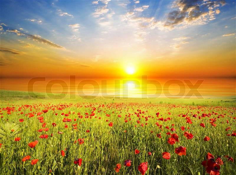 Poppies against the sunset sky, stock photo