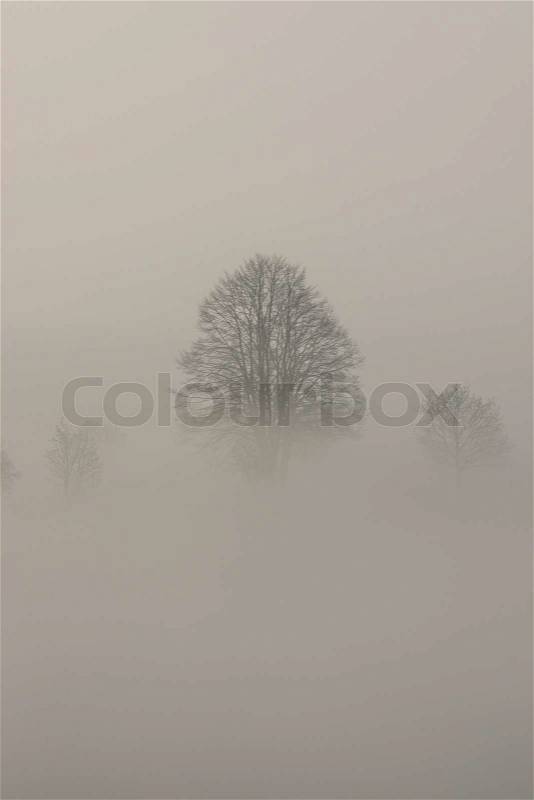 Winter landscape with trees in the mist, stock photo