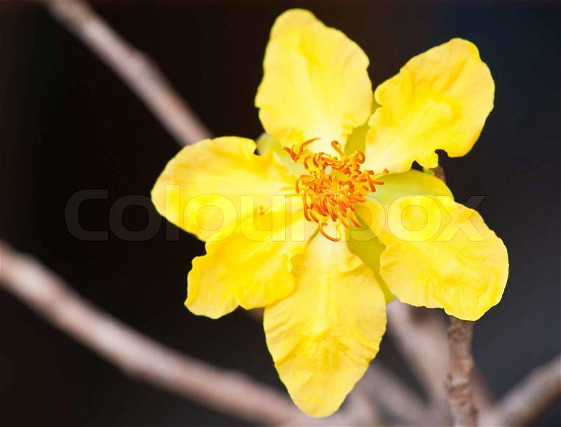 Yellow plum blossom, stock photo