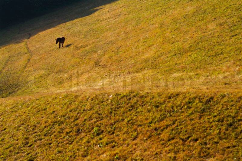 Wild horses in the picturesque valley, stock photo