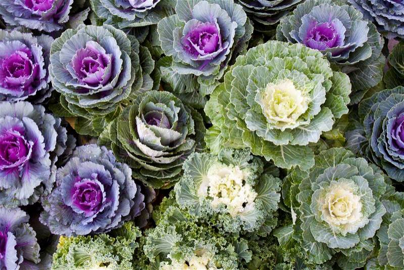 Color cabbages, stock photo