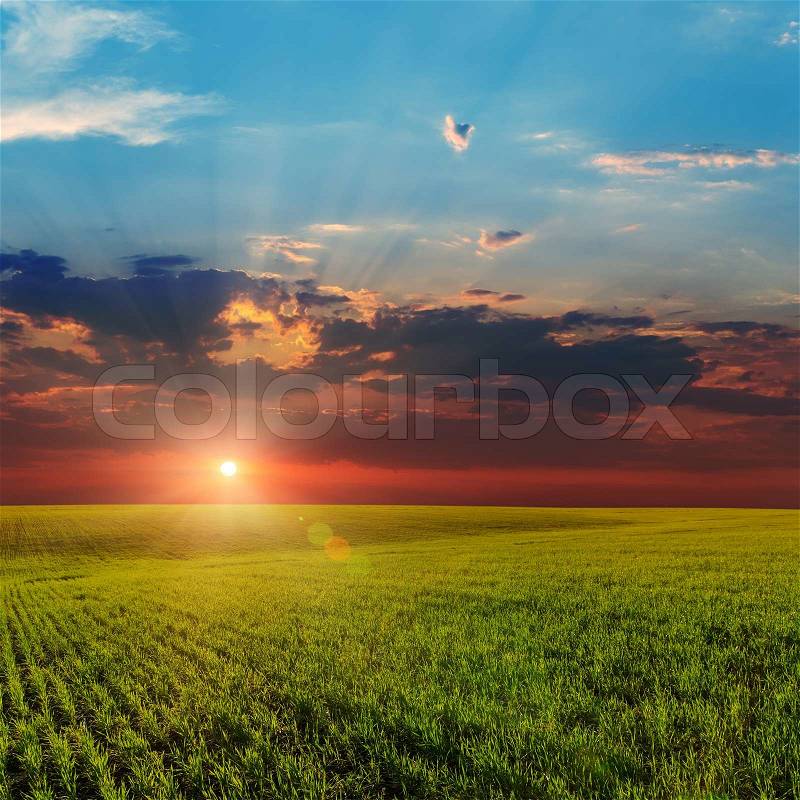 Sunset over agricultural green field, stock photo