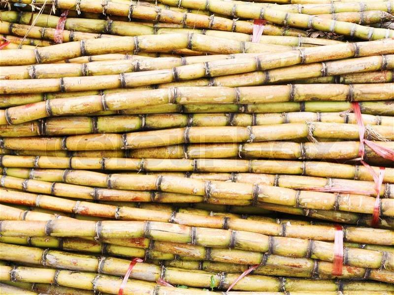 Sugar Cane background, stock photo
