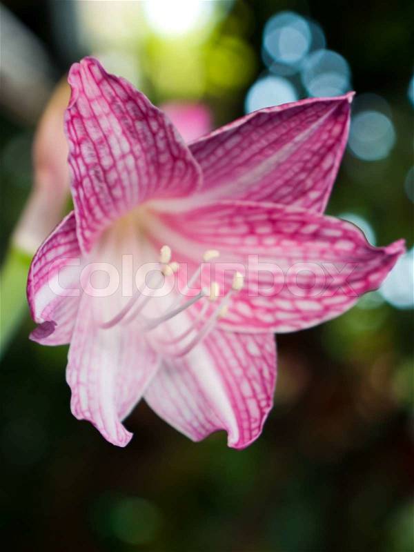 Pink and white star lily, stock photo