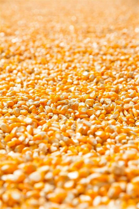 Corn seed background, stock photo