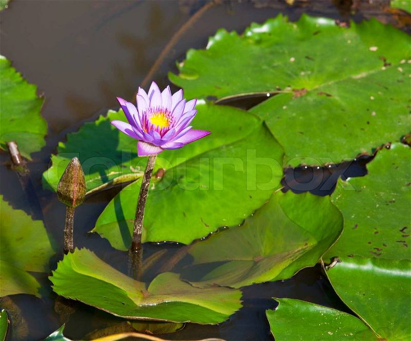 Lotus, stock photo