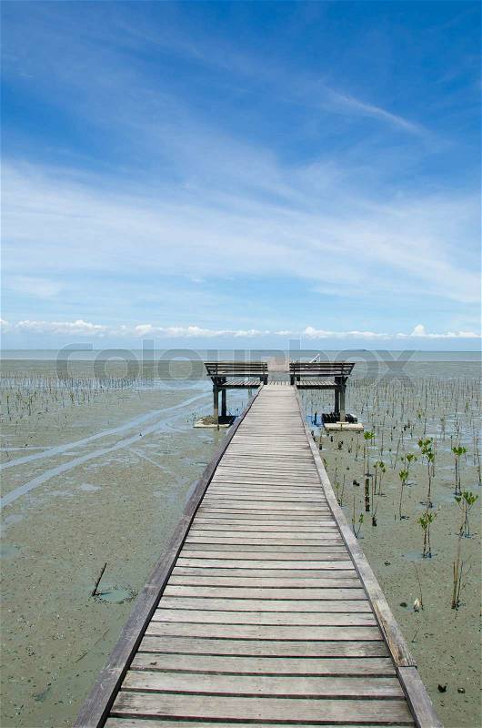 Wood path way among the Mangrove forest, stock photo