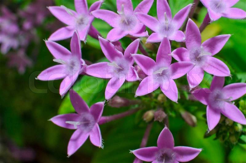 Purple Egyptian star cluster or star flower, stock photo