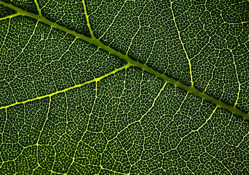 Leaf veins Abstract natural backgrounds for your design, stock photo