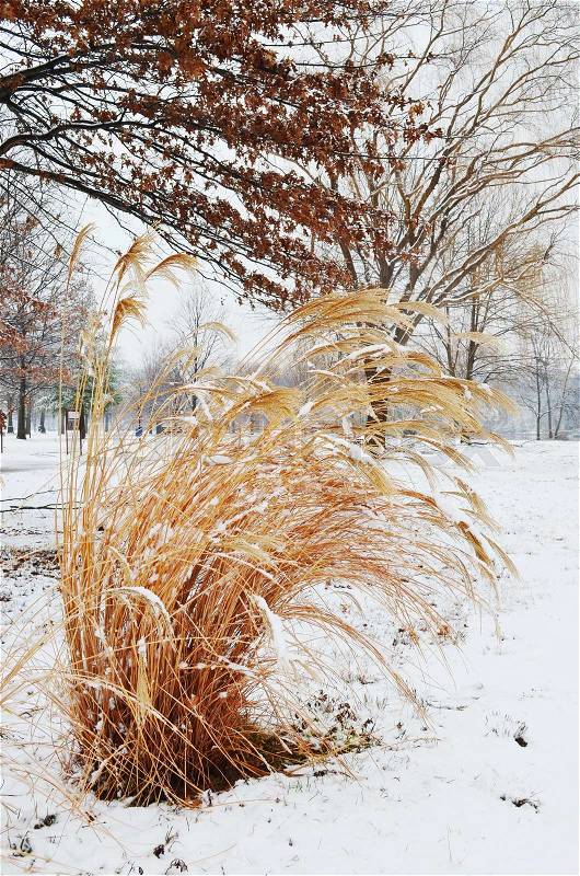 Winter grass, stock photo