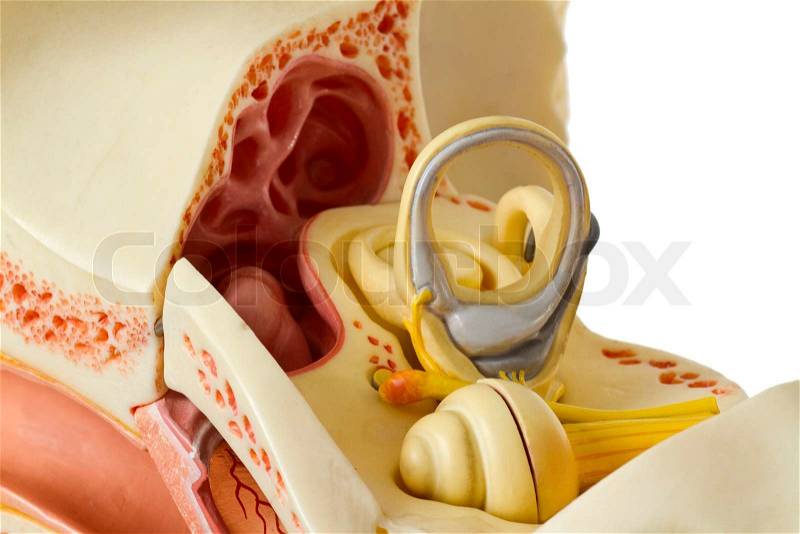 Ear anatomy, stock photo