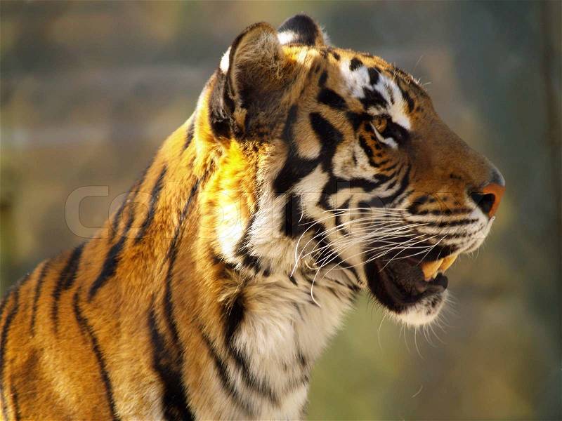 Tiger face closeup, stock photo