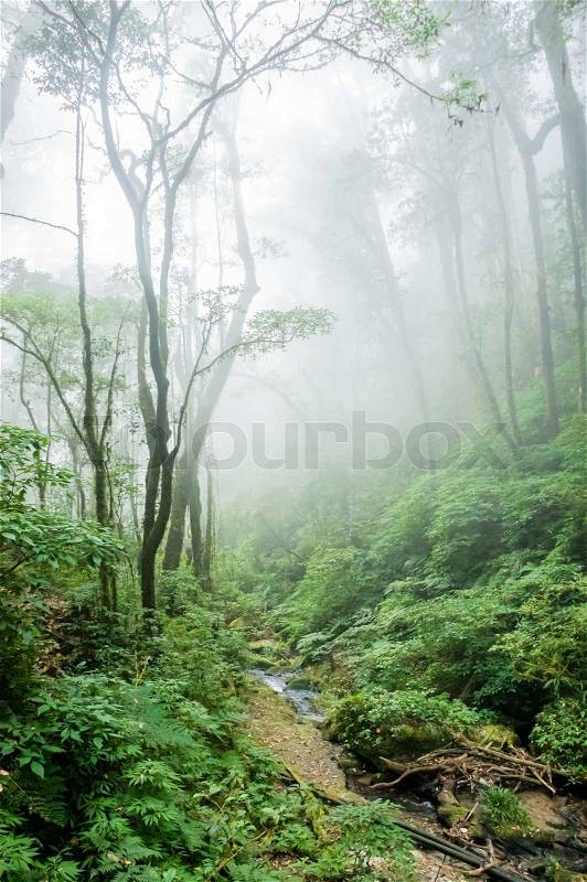 Misty tropical rain forest in a morning. This photo was taken from Doi Inthanon National Park in Chiang Mai province, Thailand, stock photo