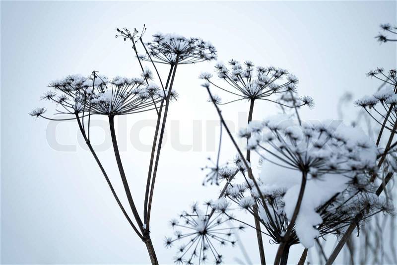 Frozen umbrella flowers covered with snow above blue background, stock photo