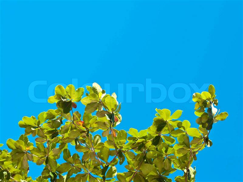 Panoramic Green leaves on blue sky, stock photo