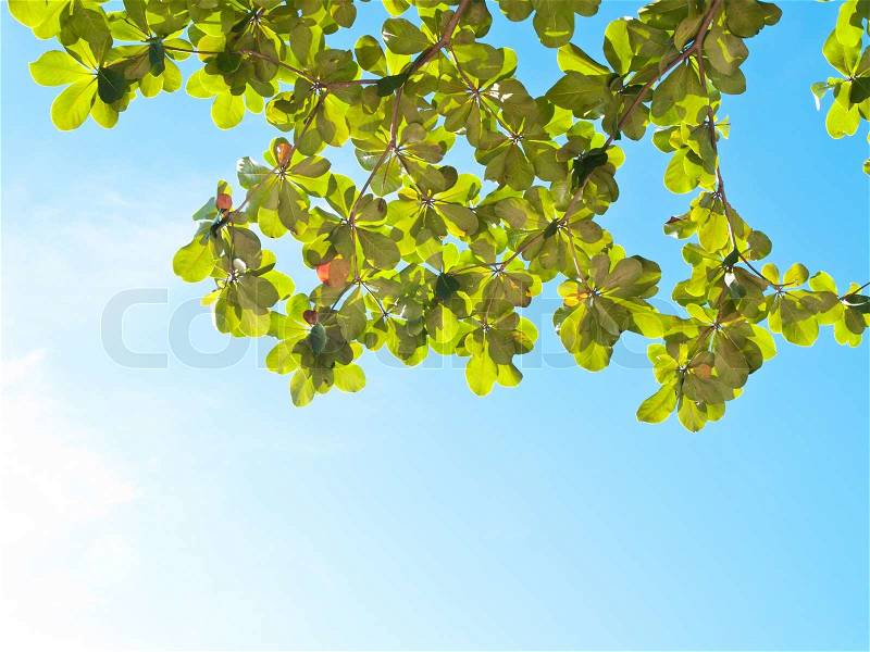 Panoramic Green leaves on blue sky, stock photo
