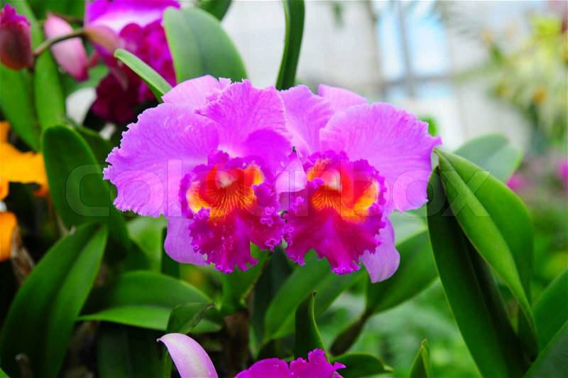 Purple Orchid flower, stock photo
