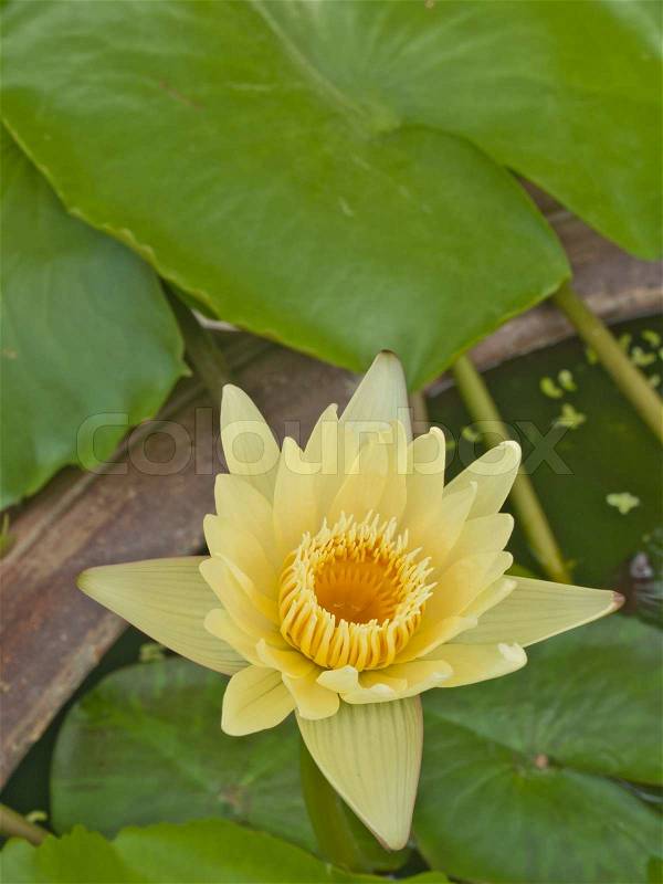 Yellow lotus blossoms or water lily flowers blooming on pond, stock photo