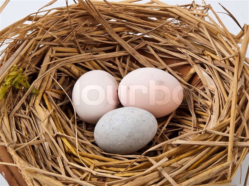Eggs in a nest isolated on a white background, stock photo