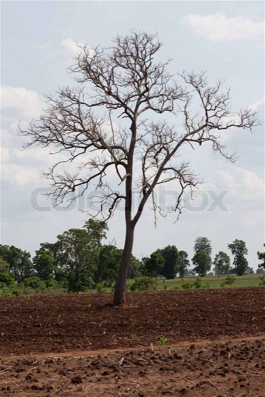 Death tree standing alone in natural environment, stock photo