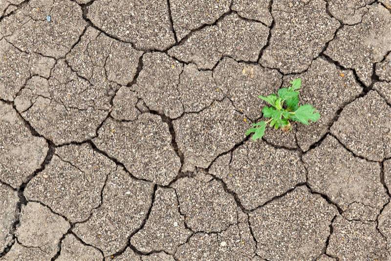 Small plant growth between cracked soil texture, stock photo