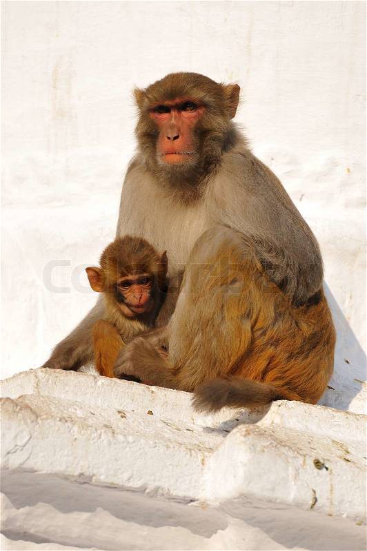 Monkeys at monkey-temple swayambhunath in Kathmandu, Nepal, stock photo