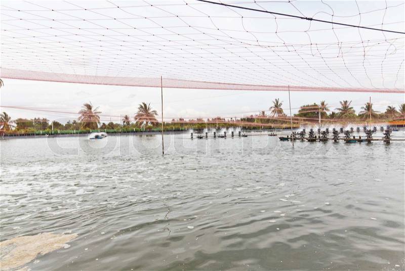 Shrimp Farms covered with nets for protection from bird, ChaChengSao, Thailand, stock photo