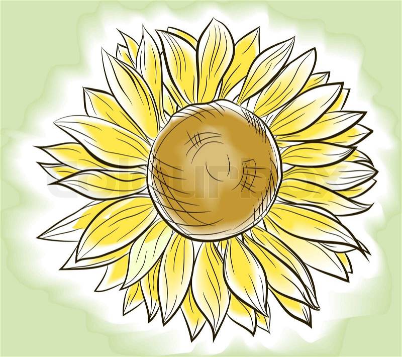 Flower sunflower painted imitating watercolor, vector