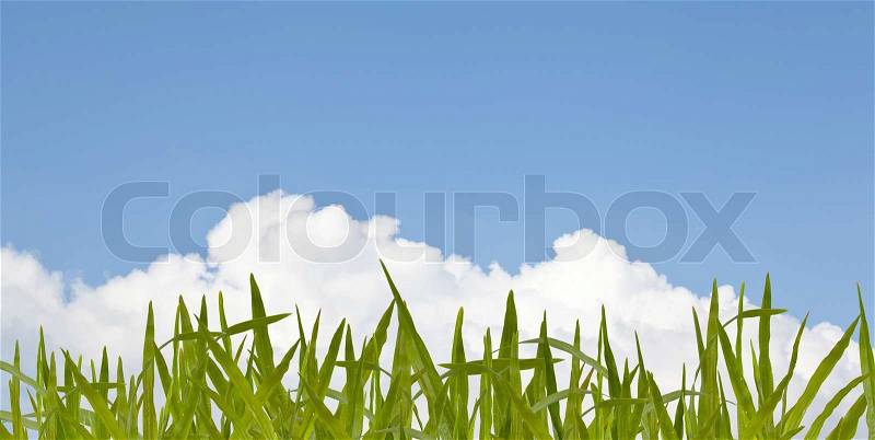 Green grass and cloud, stock photo