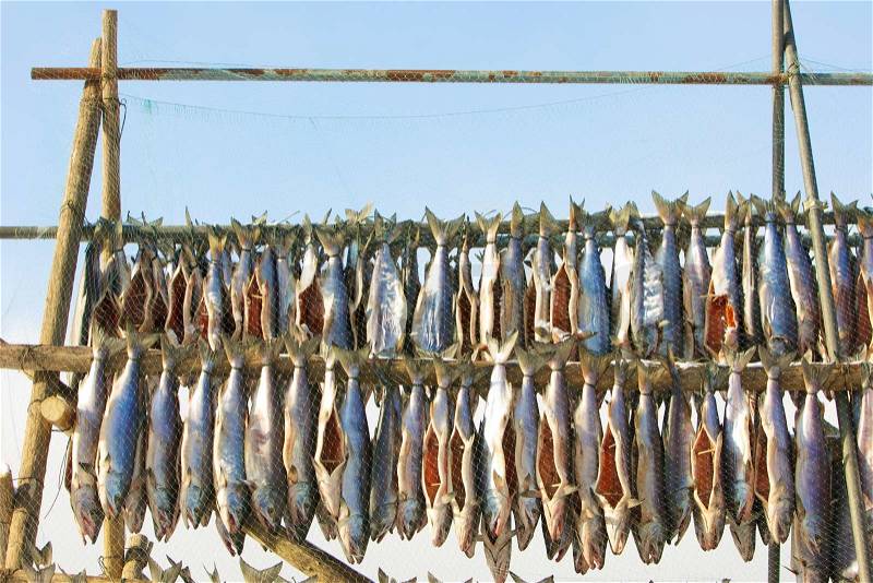 Salmon strips drying on racks with protection net, stock photo
