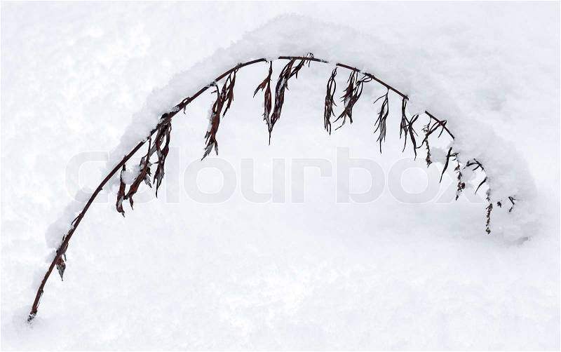 Winter nature fragment, arc of dry frozen grass covered with snow, stock photo