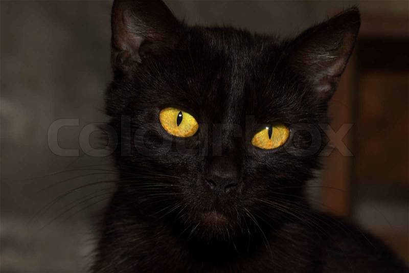 Detail head black cat with yellow eyes, stock photo