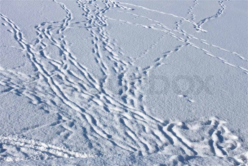 Dusted with snow footprints, stock photo