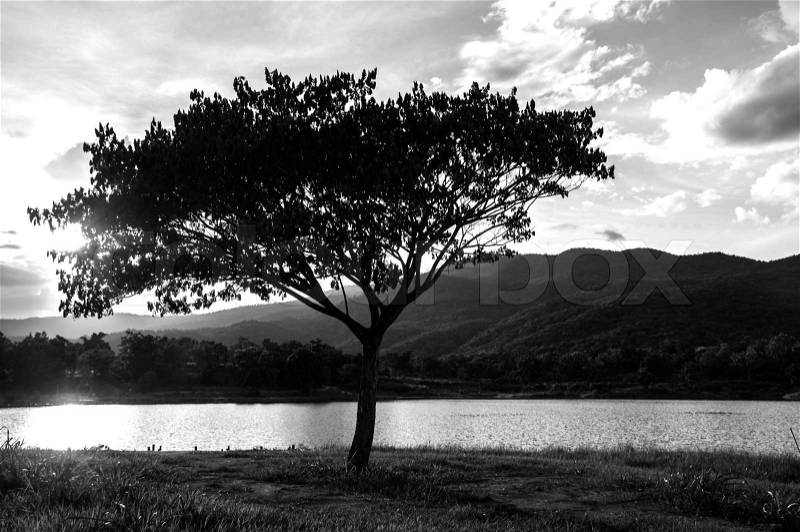 Tree silhouette black and white landscape, stock photo