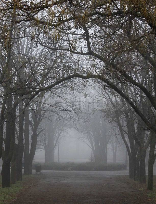 Path in a foggy park, stock photo