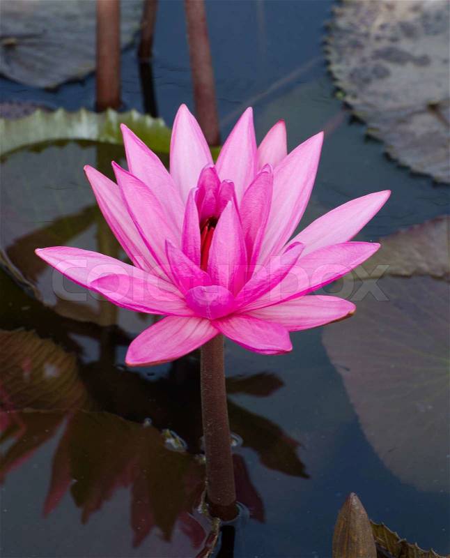 Water Lily, stock photo